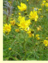 Осот полевой (Sonchus arvensis L.) Осот полевой (Sonchus arvensis L.)